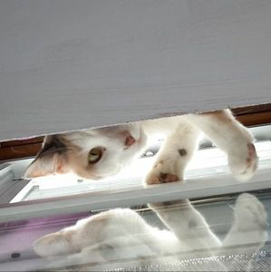 Meet your Posher, Eva